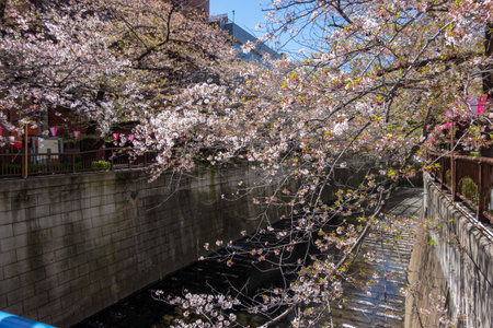 Cherry blossoms in Tokyoの写真素材