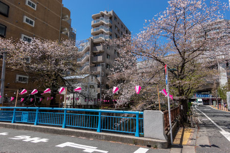 Cherry blossoms in Tokyoの写真素材