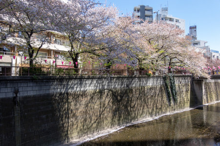 Cherry blossoms in Tokyoの写真素材