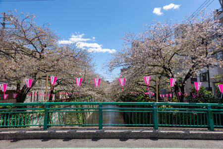 Cherry blossoms in Tokyoの写真素材