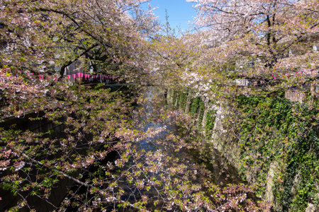 Cherry blossoms in Tokyoの写真素材