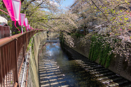 Cherry blossoms in Tokyoの写真素材