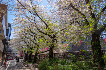 Cherry blossoms in Tokyoの写真素材