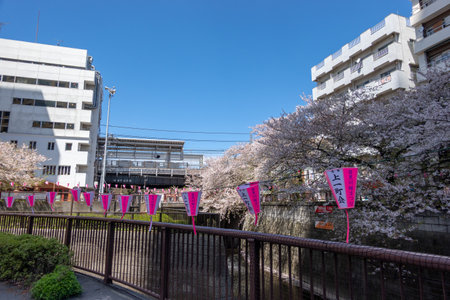 Cherry blossoms in Tokyoの写真素材