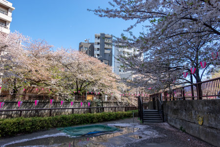 Cherry blossoms in Tokyoの写真素材