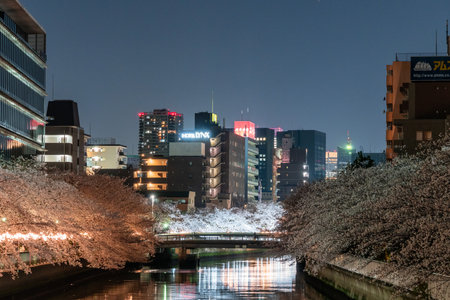 Tokyo Cherry blossom Night viewの写真素材
