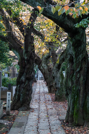 Yanaka Cemetery Autumn, Japan Tokyoの写真素材