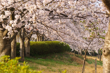 Cherry blossoms in Japan, Tokyoの写真素材