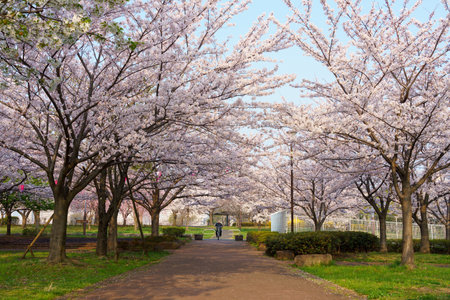 Cherry blossoms in Japan, Tokyoの写真素材