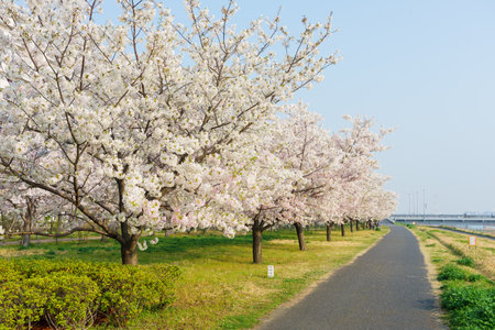 Cherry blossoms in Japan, Tokyoの写真素材