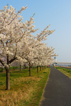 Cherry blossoms in Japan, Tokyoの写真素材