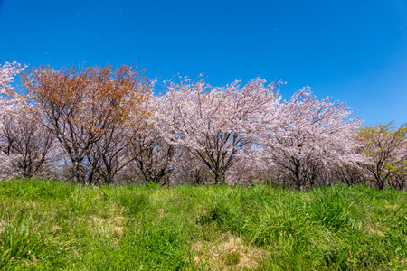 Cherry blossoms in Japan, Tokyoの写真素材