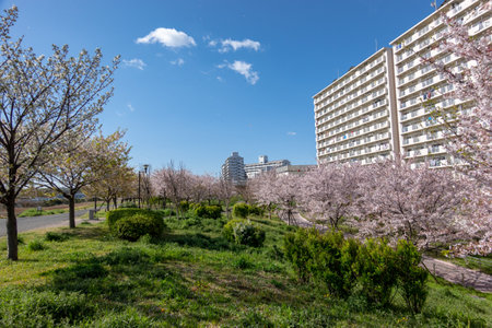 Cherry blossoms in Japan, Tokyoの写真素材