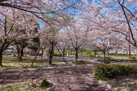 Cherry blossoms in Japan, Tokyoの写真素材