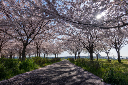 Cherry blossoms in Japan, Tokyoの写真素材