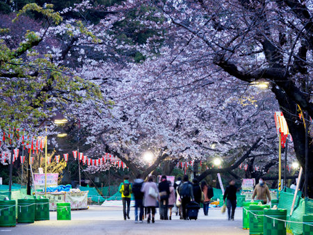 Cherry blossoms in Japan, Tokyoの写真素材