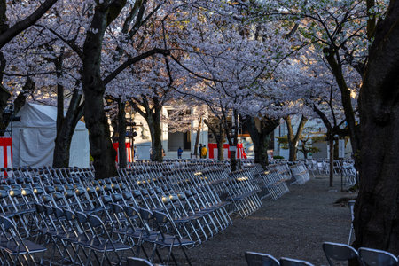 Cherry blossoms in Japan, Tokyoの写真素材