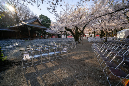 Cherry blossoms in Japan, Tokyoの写真素材