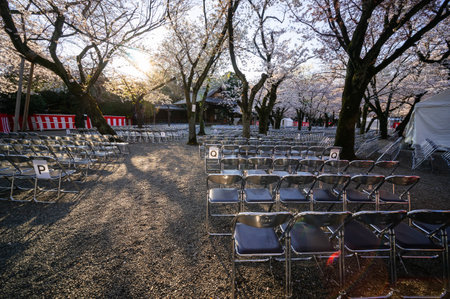 Cherry blossoms in Japan, Tokyoの写真素材