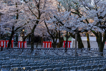 Cherry blossoms in Japan, Tokyoの写真素材