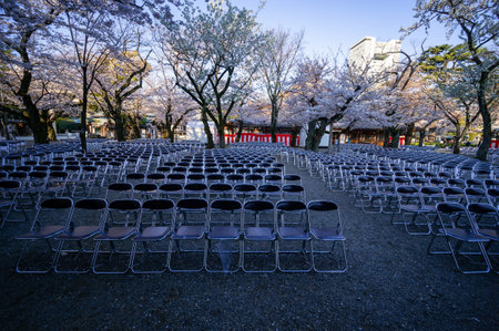 Cherry blossoms in Japan, Tokyoの写真素材