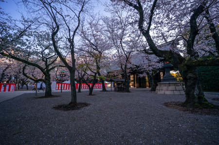 Cherry blossoms in Japan, Tokyoの写真素材
