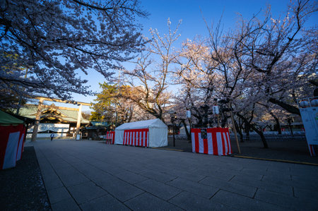 Cherry blossoms in Japan, Tokyoの写真素材