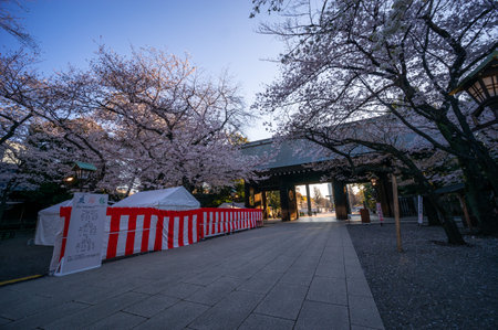 Cherry blossoms in Japan, Tokyoの写真素材
