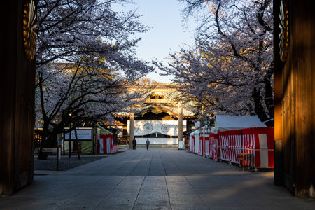Cherry blossoms in Japan, Tokyoの写真素材