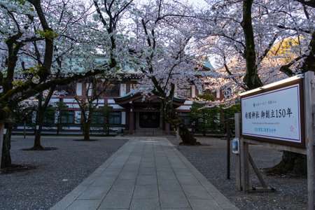 Cherry blossoms in Japan, Tokyoの写真素材