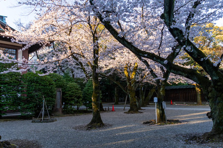 Cherry blossoms in Japan, Tokyoの写真素材