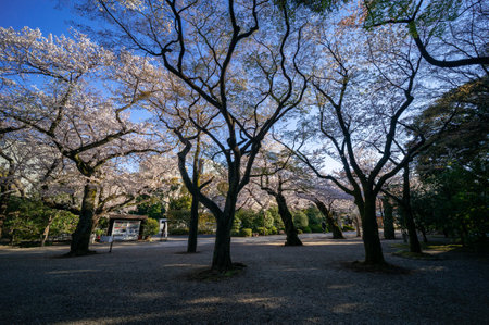 Cherry blossoms in Japan, Tokyoの写真素材