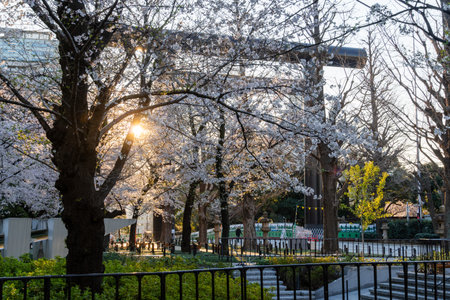 Cherry blossoms in Japan, Tokyoの写真素材