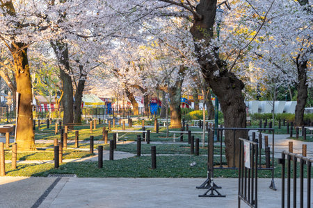 Cherry blossoms in Japan, Tokyoの写真素材