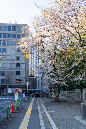 Cherry blossoms in Japan, Tokyoの写真素材