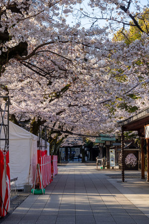 Cherry blossoms in Japan, Tokyoの写真素材