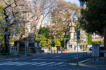 Cherry blossoms in Japan, Tokyoの写真素材