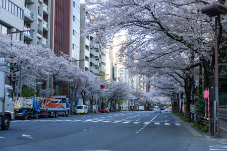 Cherry blossoms in Japan, Tokyoの写真素材