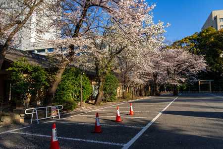 Cherry blossoms in Japan, Tokyoの写真素材