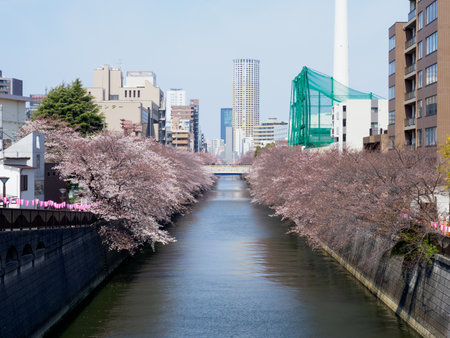 Cherry blossoms in Japan, Tokyoの写真素材