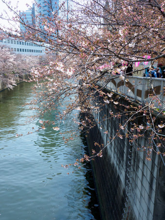Cherry blossoms in Japan, Tokyoの写真素材