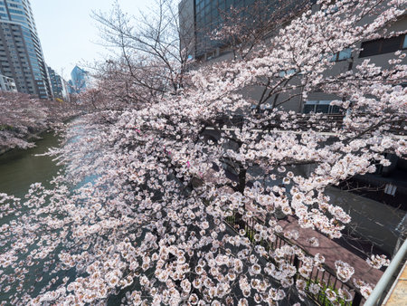 Cherry blossoms in Japan, Tokyoの写真素材