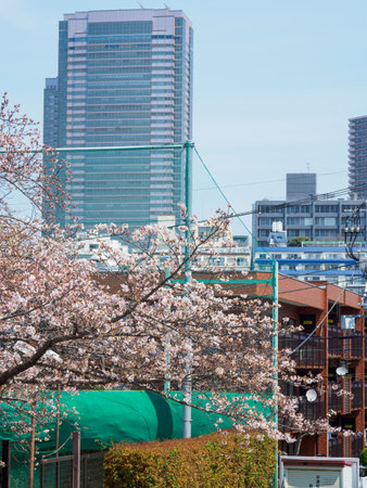 Cherry blossoms in Japan, Tokyoの写真素材