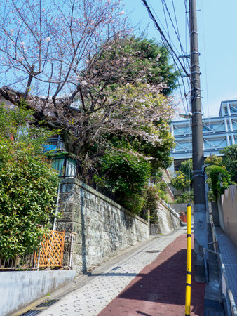Cherry blossoms in Japan, Tokyoの写真素材