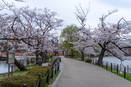 Cherry blossoms in Japan, Tokyoの写真素材