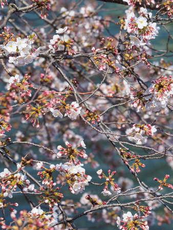 Cherry blossoms in Japan, Tokyoの写真素材
