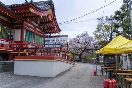 Cherry blossoms in Japan, Tokyoの写真素材