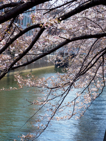 Cherry blossoms in Japan, Tokyoの写真素材
