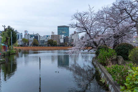 Cherry blossoms in Japan, Tokyoの写真素材