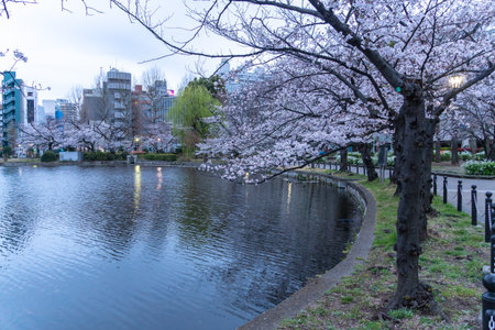 Cherry blossoms in Japan, Tokyoの写真素材